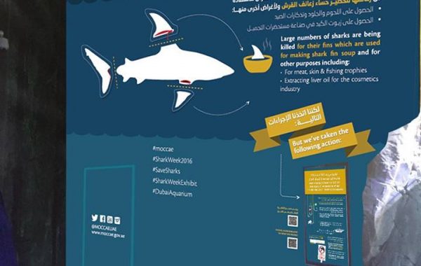 Shark Week in Dubai Mall