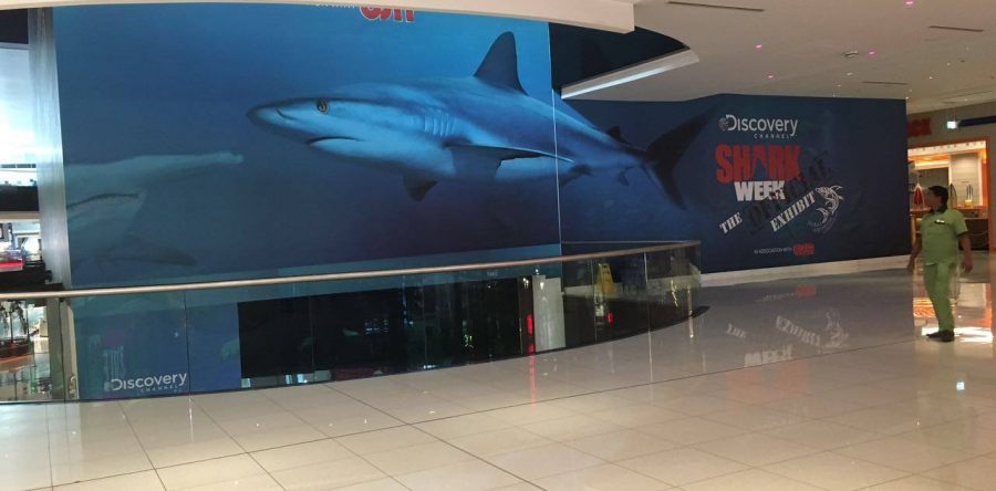 Shark Week in Dubai Mall