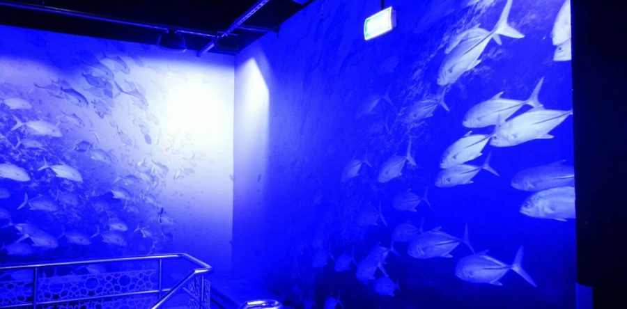 Dubai Underwater Zoo- Wall branding