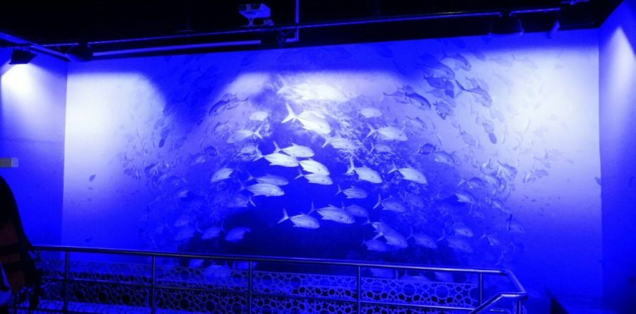 Dubai Underwater Zoo- Wall branding