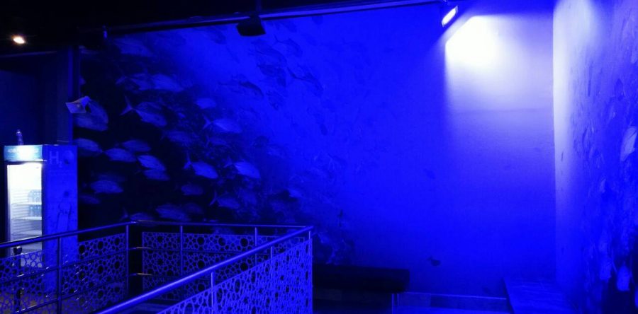 Dubai Underwater Zoo – Wall branding